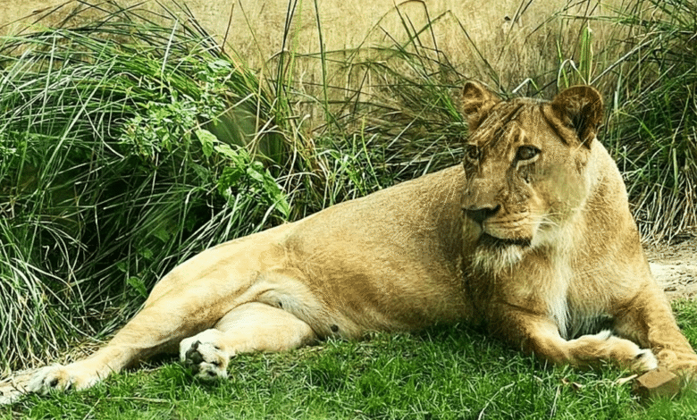 Un hombre murió tras ser atacado por una leona en el zoológico del parque Arruda Câmara, en João Pessoa (Brasil), después de que saltara una valla de seguridad y entrara al recinto del animal.