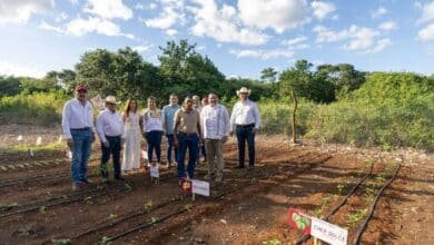 renacimiento maya pone al campo en el centro del desarrollo