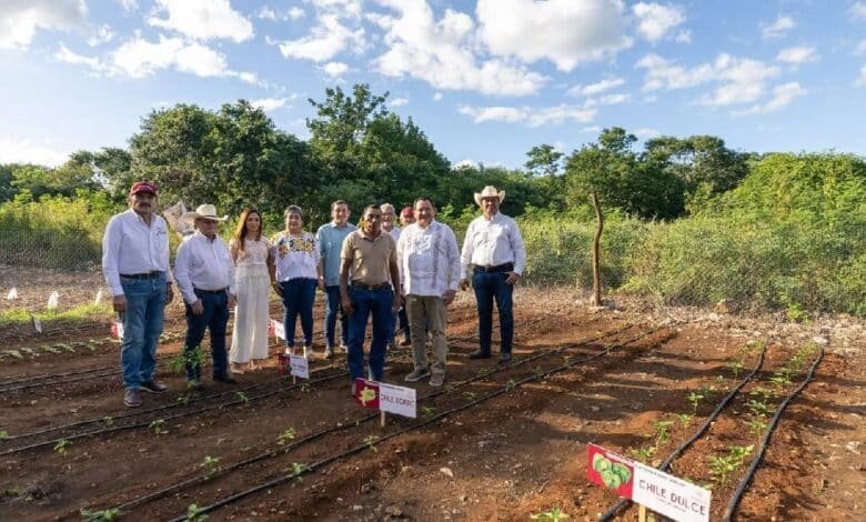 renacimiento maya pone al campo en el centro del desarrollo