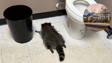 Resaca de Mapache El Ladrón Enmascarado que Irrumpió en una Licorería y Terminó Desmayado por el Whisky (Foto por Samantha Martin)