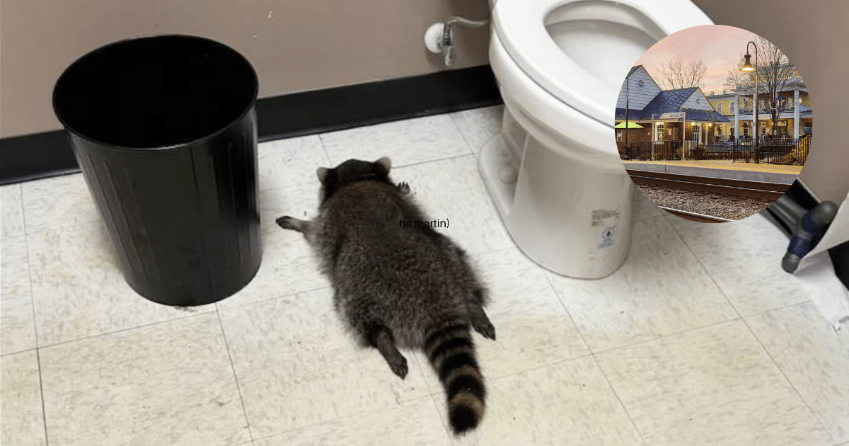 Resaca de Mapache El Ladrón Enmascarado que Irrumpió en una Licorería y Terminó Desmayado por el Whisky (Foto por Samantha Martin)