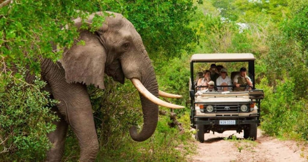 safari en sudafrica la experiencia de vida salvaje mas impactante 1