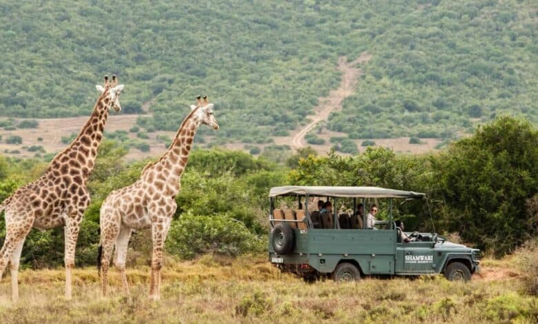 Safari en Sudáfrica la experiencia de vida salvaje más impactante