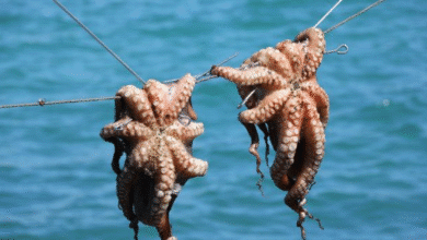 temporada de pulpo rompe récord en yucatán