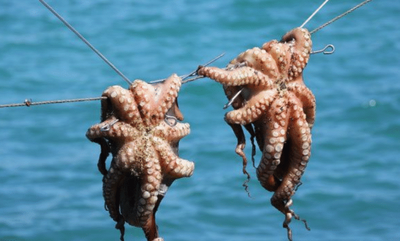 temporada de pulpo rompe récord en yucatán