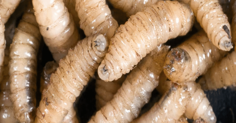 yucatán activa estrategia pionera contra el gusano barrenador para proteger ganado y fauna