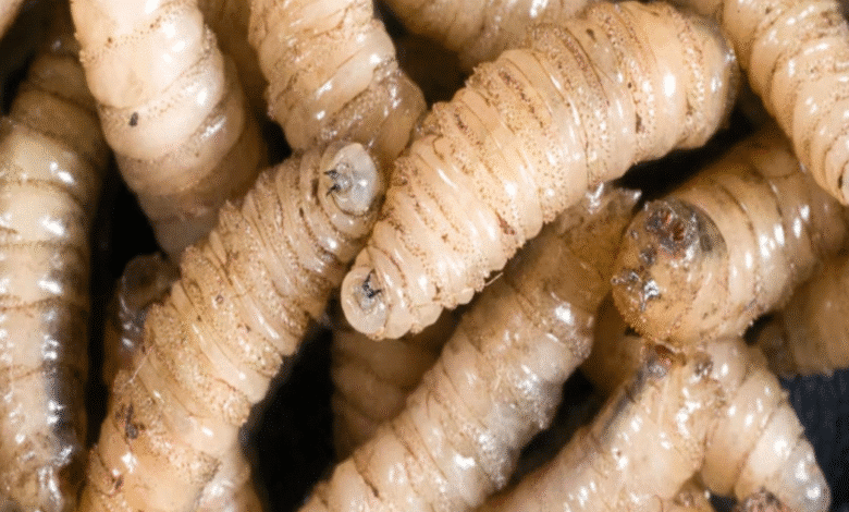 yucatán activa estrategia pionera contra el gusano barrenador para proteger ganado y fauna