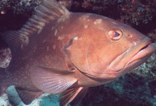 yucatán prepara proyecto para recuperar la población de mero