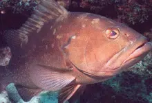 yucatán prepara proyecto para recuperar la población de mero