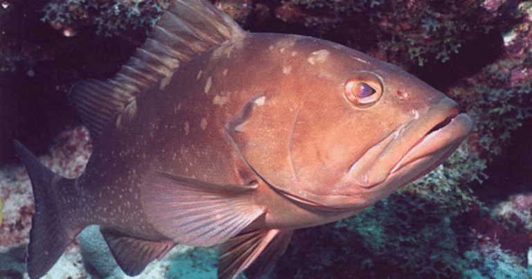 yucatán prepara proyecto para recuperar la población de mero