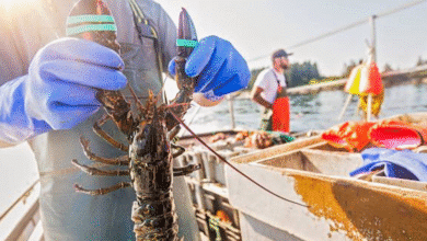 Yucatán ya suma 450 toneladas de langosta y confía en alcanzar la meta anual
