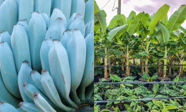 ¿Fruta o postre Conoce el Blue Java, el plátano azul que sabe idéntico al helado de vainilla