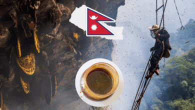 ¿Te atreverías a probarla Mad Honey, la miel alucinógena por la que se juegan la vida en el Himalaya (Foto por TryAladdin y Wikipedia)