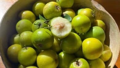 Las Ciruelas de enero o de monte resisten en Yucatán