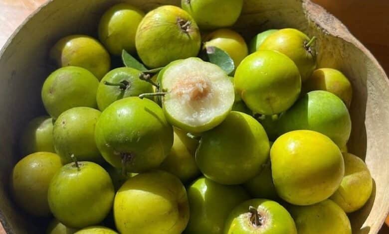 Las Ciruelas de enero o de monte resisten en Yucatán