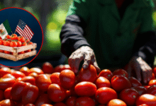 ¿Qué está pasando con el jitomate? El producto estrella del campo en México entra en crisis