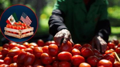 ¿Qué está pasando con el jitomate? El producto estrella del campo en México entra en crisis