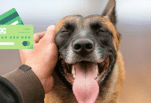 ¿Tienes mascotas en casa? Así puedes hacer el registro obligatorio en el RUAC