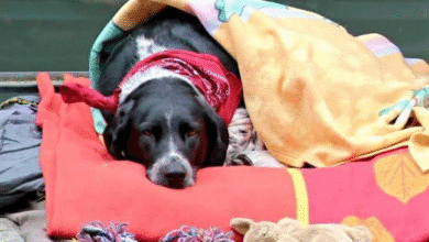 cambios de temperatura en yucatán afectan la salud de perros y gatos