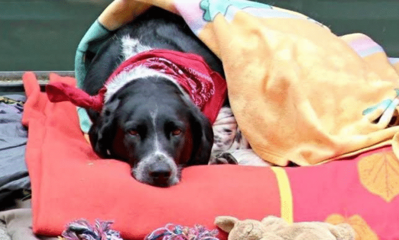 cambios de temperatura en yucatán afectan la salud de perros y gatos