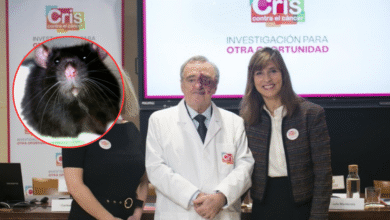 Científicos españoles logran eliminar el cáncer de páncreas en ratones por primera vez