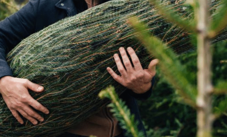 conoce dónde reciclar tus árboles navideños en mérida