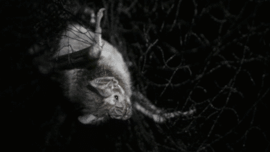 el desconocimiento pone en riesgo a los murciélagos en yucatán