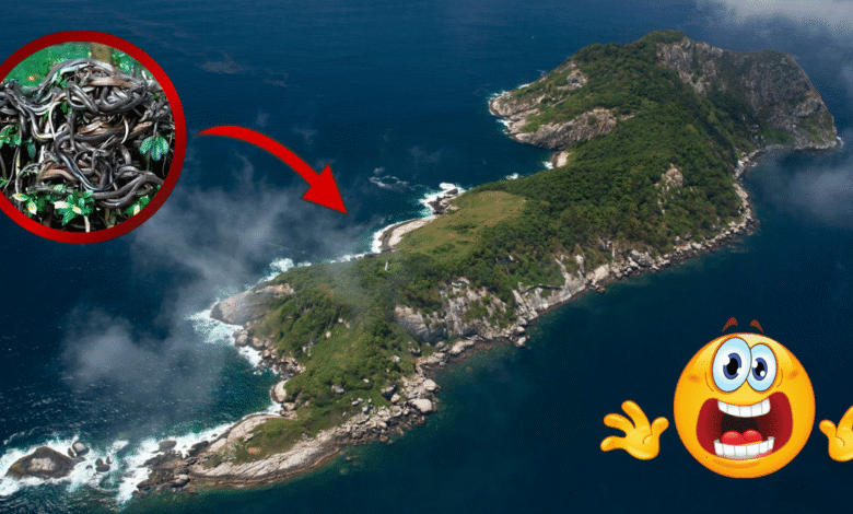 El paraíso prohibido de Brasil donde "aterrizar es no salir": Conoce la Isla de la Queimada Grande (Foto National Geographic y Canva)