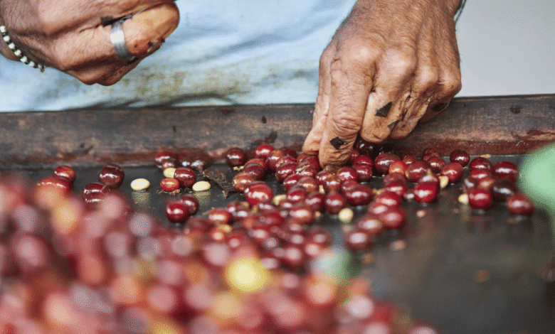 Guatemala reduce exportaciones de café 8.6% por aranceles de Estados Unidos