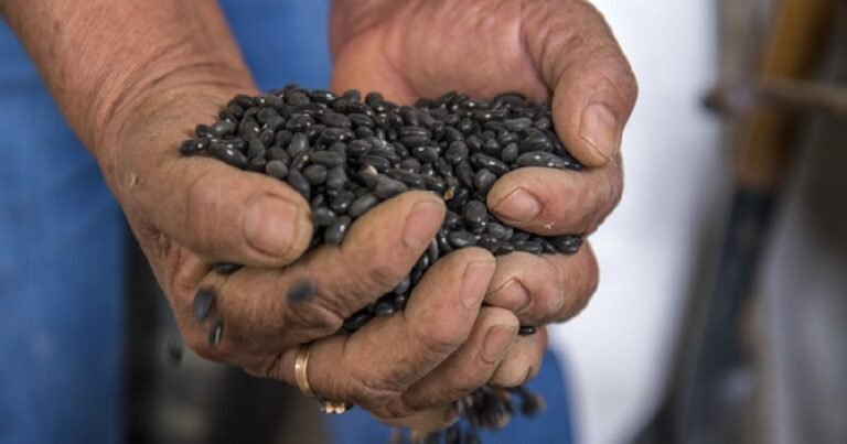 AGRICULTURA y Verde Valle acuerdan compra de frijol a precio justo (Foto de internet)