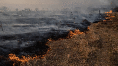 histórico descenso de incendios en yucatán en 2025