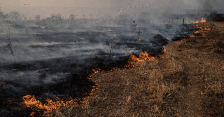 histórico descenso de incendios en yucatán en 2025