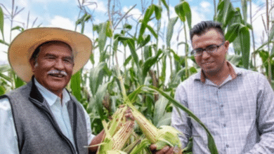 Más de 60 mil productores de granos básicos reciben apoyos federales en 19 estados