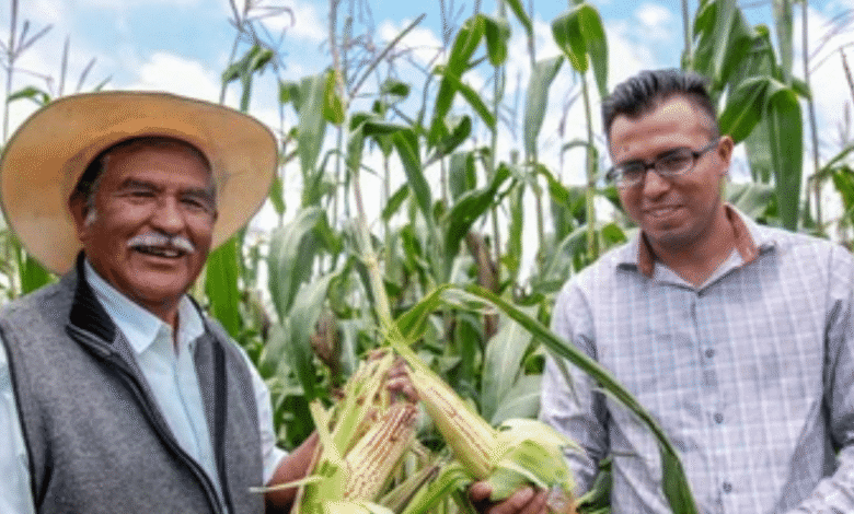 Más de 60 mil productores de granos básicos reciben apoyos federales en 19 estados