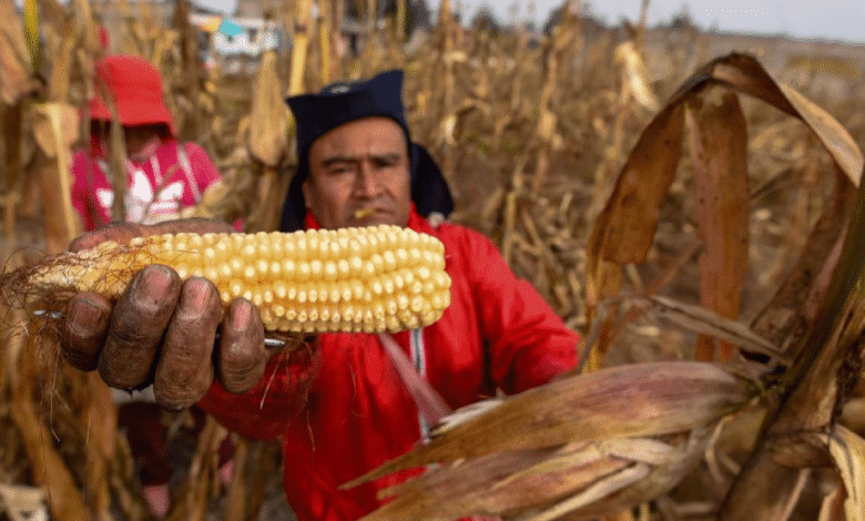 México importó 24.5 millones de toneladas de maíz en 2025, pese a producción nacional