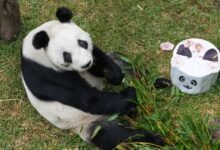 ¡Se queda en México! Xin Xin la panda que no puede reclamar China (Foto de Sedema)