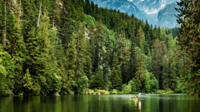 Canadá alberga algunos de los bosques más impresionantes del planeta, reconocidos por su biodiversidad, extensión y belleza escénica.