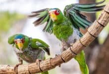 Proyecto Santa María registra casi 3 mil reportes de loros en Mérida durante 2025