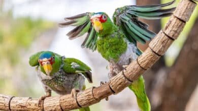 Proyecto Santa María registra casi 3 mil reportes de loros en Mérida durante 2025