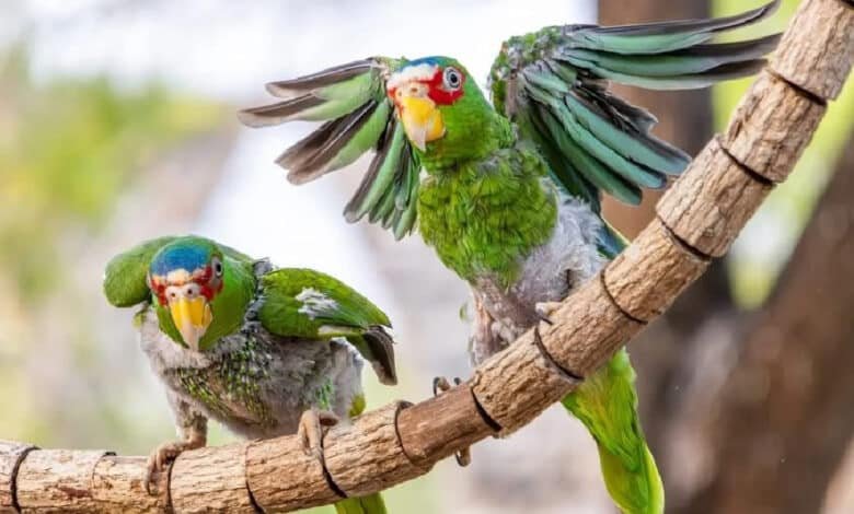 Proyecto Santa María registra casi 3 mil reportes de loros en Mérida durante 2025