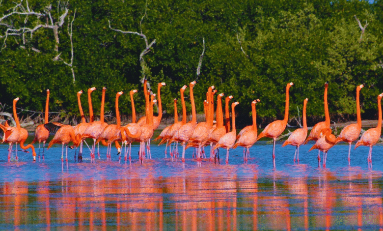 río lagartos tuvo un buen cierre de año con el impulso al turismo sustentable