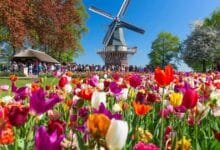 Temporada de tulipanes impulsa el turismo en Países Bajos
