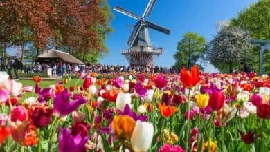 Temporada de tulipanes impulsa el turismo en Países Bajos
