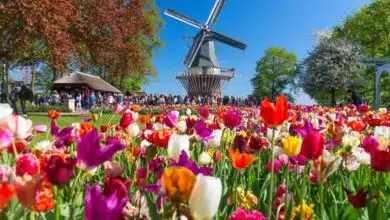Temporada de tulipanes impulsa el turismo en Países Bajos