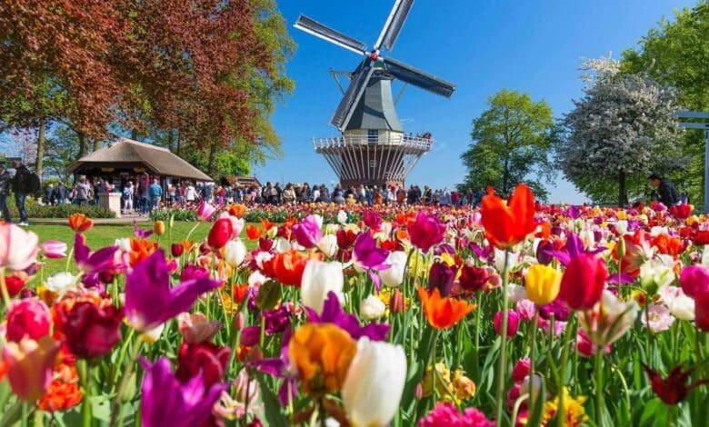 Temporada de tulipanes impulsa el turismo en Países Bajos