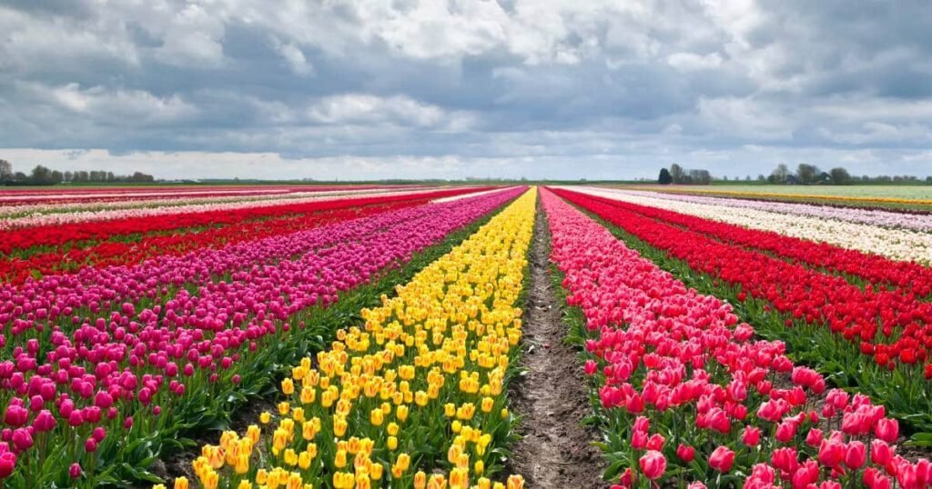 temporada de tulipanes impulsa el turismo en paises bajos 3