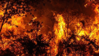 yucatán logra histórica reducción de incendios forestales en 2025