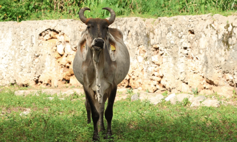 yucatán mantiene atención oportuna contra el gusano barrenador