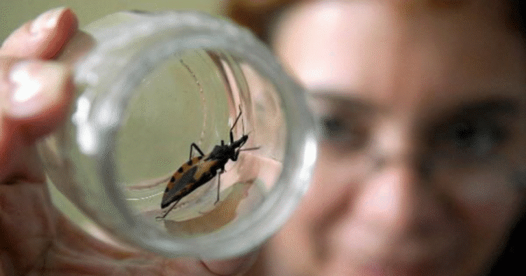 yucatán se ubica entre las entidades con más casos de chagas en el país