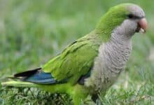 Proyecto Santa María monitorea especie invasora de loro en Mérida para proteger aves nativas